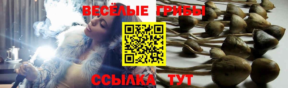Елизово  Псилоцибиновые грибы Psilocybe  Вход с VPN 